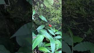 🐸Red Poison Dart Frog Oophaga pumilio [upl. by Posner]