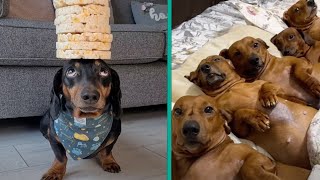 The Funniest Dachshund Moments 2023  A Hilarious Compilation for Sausage Dog Lovers FurryTails [upl. by Leinnad]