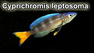 Cyprichromis Leptosoma Mpimbwe quotTricolorquot F0Wild Caught Québec Cichlidés [upl. by Narayan]