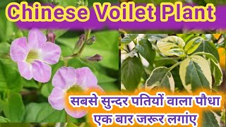 खूबसूरत पतियों वाला ये पौधा अपने घर में जरूर लगांए Chinese Voilet Plant CareampFertilizergardening [upl. by Zelazny]