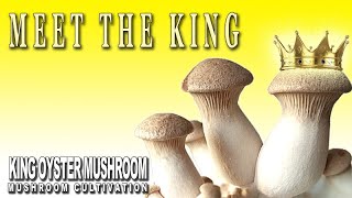 How to grow King Oyster Mushrooms in fruiting bags Pleurotus Eryngii Mushroom Cultivation At Home [upl. by Cryan]