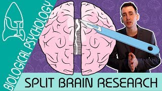 Split Brain Research  Biological Psychology  Biological Psychology AQA ALevel [upl. by Gereld]