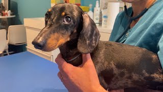 MINI DACHSHUND GOES TO THE VET [upl. by Erin]