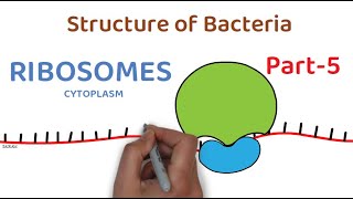 Structure of Bacteria  Part 5  Ribosomes [upl. by Ase]