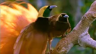 Birds of Paradise Mating Dance  Battle of the Sexes  BBC Earth [upl. by Hungarian]