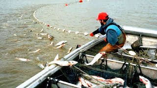 Everyone should watch this Fishermens video  Amazing Gill Net Fishing Catch Hundreds Tons Fish [upl. by Halfdan]