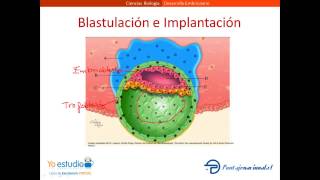 Desarrollo Embrionario [upl. by Tillford]