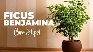 The Ultimate FICUS BENJAMINA Care Guide Weeping Fig Plant Care [upl. by Attelrac]