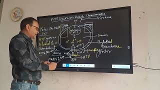 chemiosmotic hypothesis formation of ATP in chloroplast photophosphorylation [upl. by Adidnere]