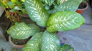 How To Take Care of Dieffenbachia in Winter Season  Plant Care Yellow Leaves  Izhar Garden [upl. by Benilda664]