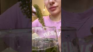 Interesting facts about the sea grapes seagrape asmr grape [upl. by Warrick]