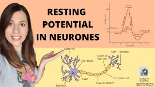 Establishing a RESTING POTENTIAL in a neurone Do you know what the resting potential is [upl. by Eniahpets]