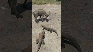 😱😱😱 Buffalo surrounded by komodo dragons animalskomodowildlifenaturalnaturalhabitat [upl. by Skricki]