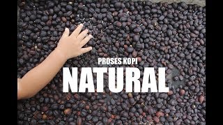 Natural Coffee Process FULL [upl. by Drehcir]