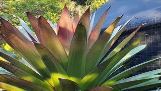 Giant Bromeliad Alcantarea seed harvest beginspart 1 [upl. by Ferrand]