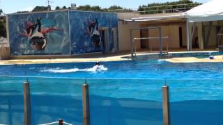 Dolphin Show Aquapolis Water Park Salou [upl. by Nikos]