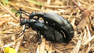 Violet Oil Beetles Meloe violaceus mating [upl. by Htelimay]