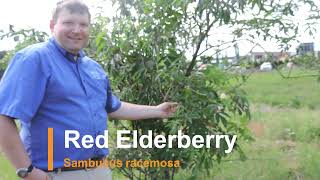 Plant Speed Dating  Red Elderberry Sambucus racemosa [upl. by Aicrop504]