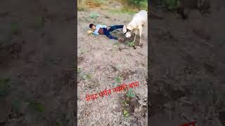 minivlogshorts short shorts shortsvideo shortsviral farming cow music zimzimpanima [upl. by Aimahc]