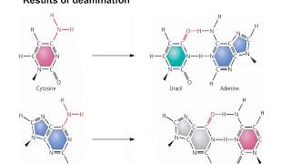 Molecular mechanism of spontaneous mutations [upl. by Gisela]