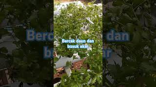 Seledri Hidroponik musim hujan seperti ini seledrihidroponik berkebun seledri hidroponik [upl. by Elkcim]