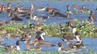 Philippine Duck and wintering waterfowl in Candaba Pampanga Philippines [upl. by Clercq]