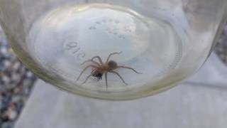 Brown recluse vs Black Widow [upl. by Garett]