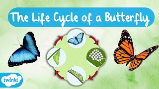 The Life Cycle of a Butterfly  Learn the Four Stages of the Butterfly Life Cycle 🦋 [upl. by Unity]