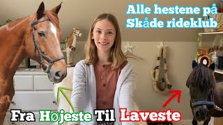 Alle elev hestene og ponyerne på Skåde Rideklub  Alder Højde Niveau… [upl. by Betsey]