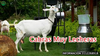 LAS CABRAS MÁS LECHERAS en Cabrío de Colombia [upl. by Petula103]