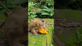 LEXIE LOUYMonkey eat mango love🐒💐FL12 shorts animals viral shortsvideo youtubeshorts monkeys [upl. by Ailb]