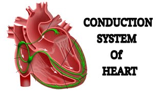 CONDUCTION SYSTEM OF HEART  TAMIL  CARDIOLOGY  ANATOMY OF HEART  COMPONENTS OF HEART [upl. by Ocsicnarf]