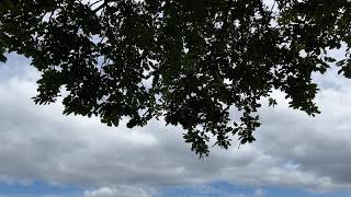 Sessile oak  branches twigs amp leaves  July 2024 [upl. by Ilojna790]