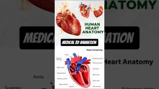 human heart anatomy  3D Animation  Biology with Aliya [upl. by Udall]