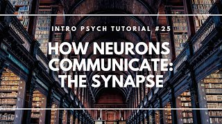 How Neurons Communicate The Synapse Intro Psych Tutorial 25 [upl. by Judah630]