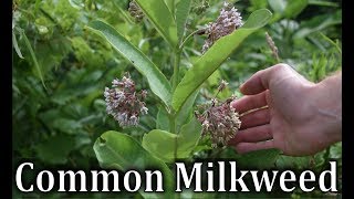 How To Identify Common Milkweed  Asclepias syriaca [upl. by Abas]