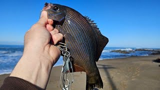 Pigeon Point Lighthouse Surf Perch Rock Fish and Crab [upl. by Anewor]