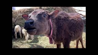 COW SOUNDS REAL COWS FOR KIDS COWS GO MOO COMPILATION [upl. by Ettegroeg]