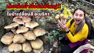 V390 เก็บเห็ดน้ำผึ้งดอกยักษ์ ในป่าเปลี่ยนสี รัฐวิสคอนซิน อเมริกา foraged Honey mushroom Wisconsin [upl. by Arraic]