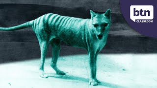 New Footage Of A Thylacine  Behind the News [upl. by Ayit]