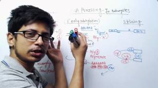 RNA Processing in eukaryotes  RNA splicing capping and editing [upl. by Leaffar]