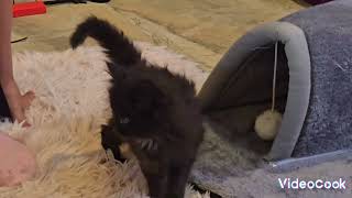 kids playing with Maine Coon Babies sissysfarm [upl. by Channing242]