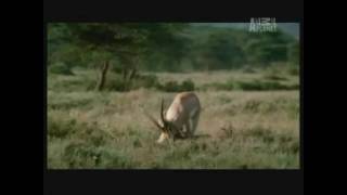 Gazelle kills cheetah [upl. by Waneta]