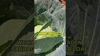 CABBAGES agribusiness agriculture farmingbusiness [upl. by Downs]