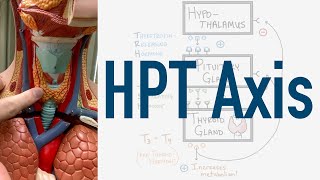 HPT Axis Feedback Loop  Hypothalamus Pituitary Thyroid [upl. by Fannie]