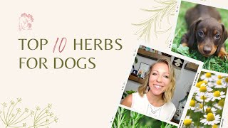 Top 10 Herbs for Dogs Health Natural Wellness Tips You Need [upl. by Nahgen]