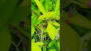 Ardisia elliptica youtubeshorts youtube plants medical health value vlog nature [upl. by Lleinad3]