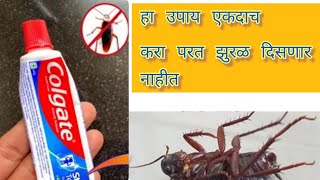 झुरळ घालवण्यासाठी घरगुती उपायcockroach bhagane ka aasan tarika jhural ghalvnyasathi upay [upl. by Leirol]