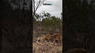 When two lions clash get meal shorts lion wildlife [upl. by Ytirev]