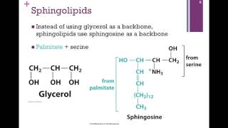 053Phospholipids amp Sterols [upl. by Tristis827]